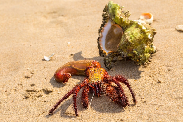 Cangrejo ermitaño en la playa