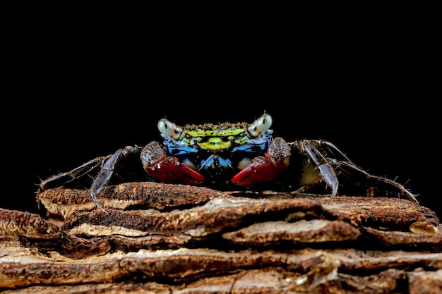 Foto gratuita cangrejo en negro