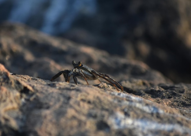 Foto gratuita cangrejo rastrero sobre una roca de lava en aruba