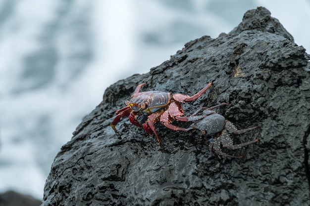 Foto gratuita cangrejos en la piedra negra mojada junto al mar