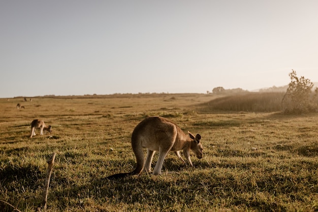 Canguro comiendo hierba