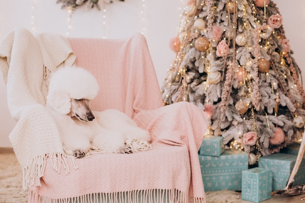 Foto gratuita caniche blanco sentado junto al árbol de navidad