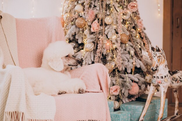 Caniche blanco sentado junto al árbol de Navidad