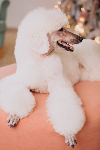 Caniche blanco sentado junto al árbol de Navidad