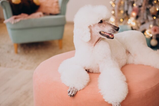 Caniche blanco sentado junto al árbol de Navidad