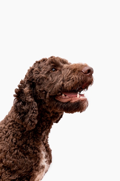 Caniche con la boca abierta