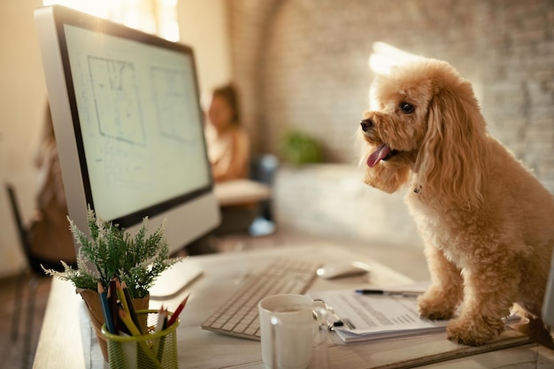 Caniche en el escritorio de la oficina con gente en el fondo