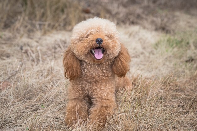 Caniche de juguete en el campo de gramíneas