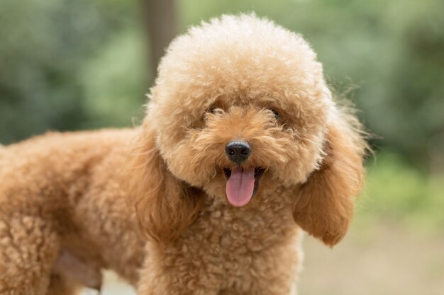 Caniche de juguete en el campo de gramíneas