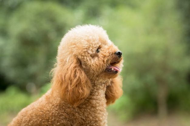 Caniche de juguete en el campo de gramíneas