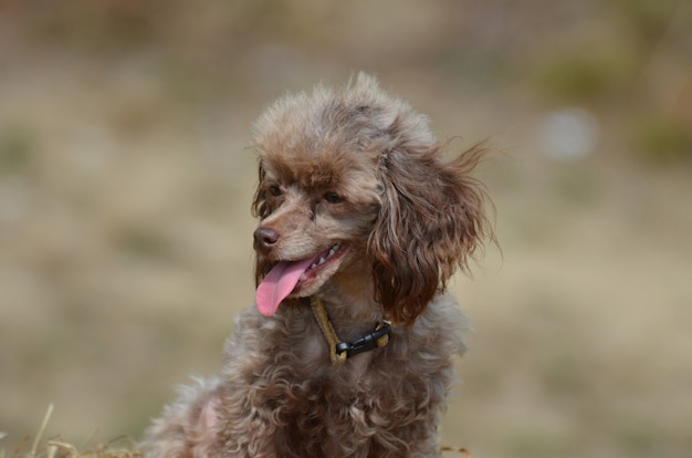 Caniche de juguete marrón con su lengua rosada hacia fuera.