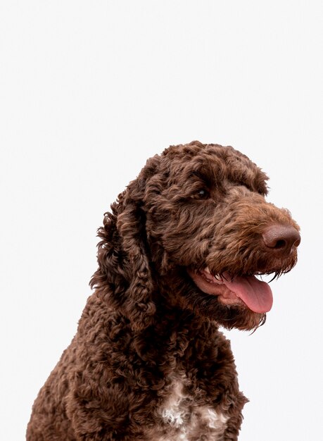 Caniche con lengua fuera