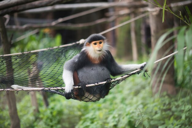 Cano rojo Douc en el zoológico. Concepto de los animales