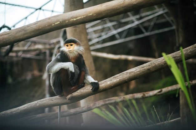 Cano rojo Douc en el zoológico. Concepto de los animales