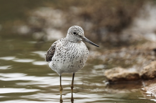 Cansado migrante de primavera Común greenshank Tringa nebularia