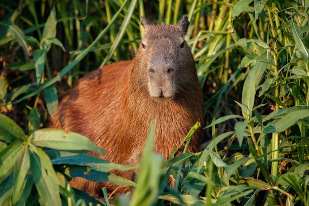 Foto gratuita capibara en el hábitat natural del pantanal norte