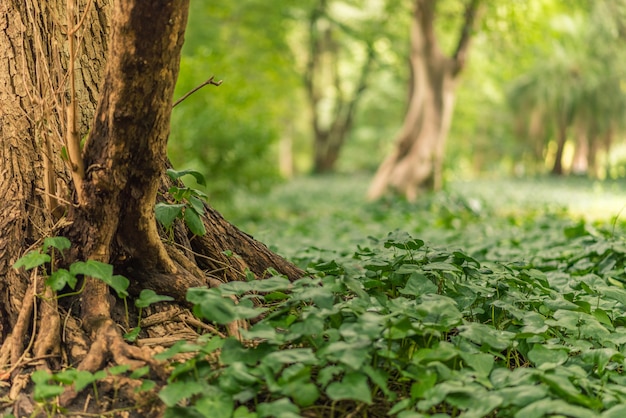 Captura fascinante de vegetación en la tierra forestal que lo cubre como una alfombra