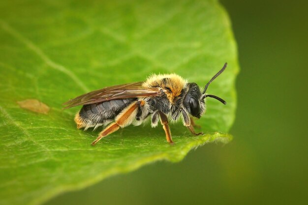 Captura de pantalla de una abeja minera temprana hembra, Andrena haemorrhoa en una hoja verde