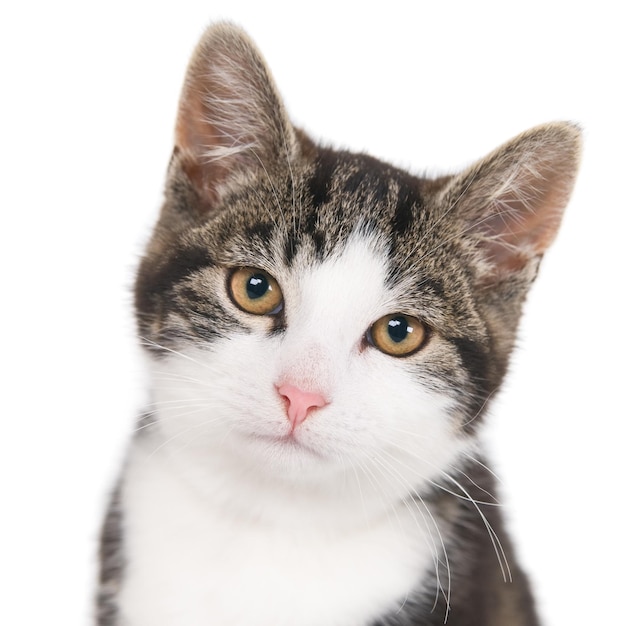 Captura de pantalla aislada de un gato gris mirando a la cámara