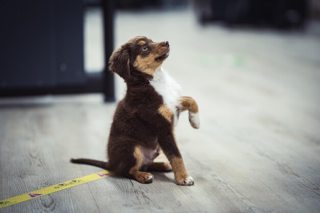 Captura de pantalla de un cachorro de pastor australiano sentado en un piso de madera