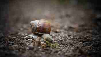 Foto gratuita captura de pantalla de un caracol en el suelo durante el día