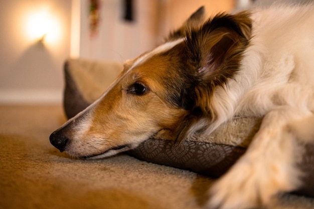 Captura de pantalla del Collie solitario en casa