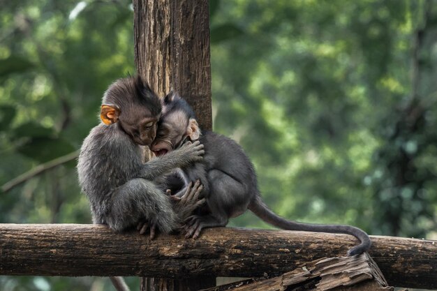 Captura de pantalla de dos monos bebés abrazándose en un bosque