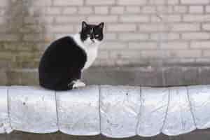 Foto gratuita captura de pantalla de un hermoso gato blanco y negro al aire libre