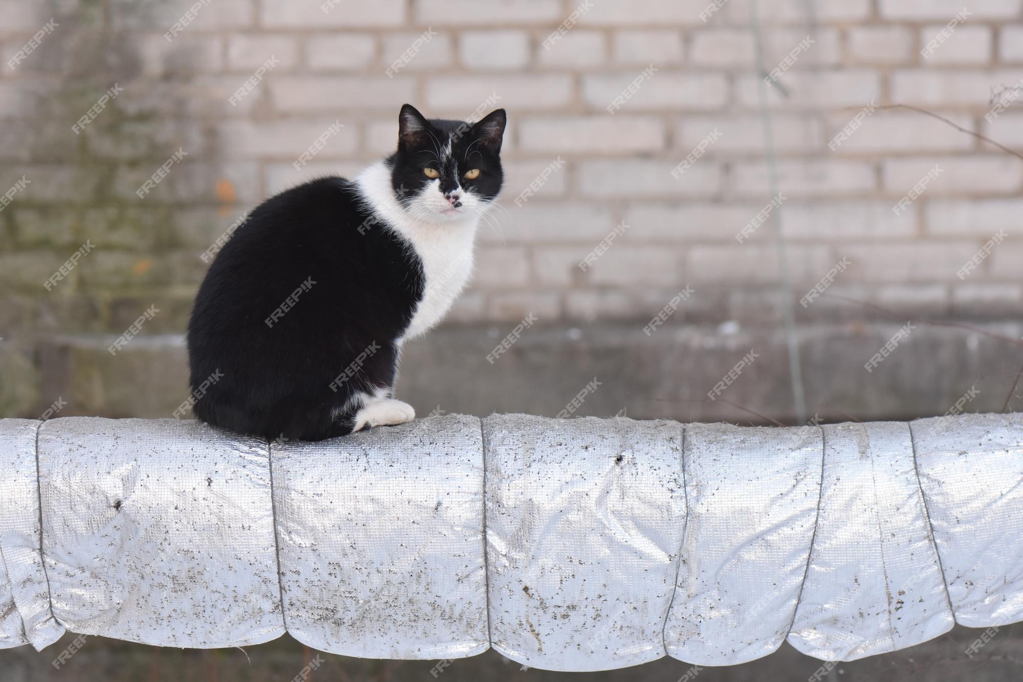 Captura de pantalla de un hermoso gato blanco y negro al aire libre | Foto  Gratis