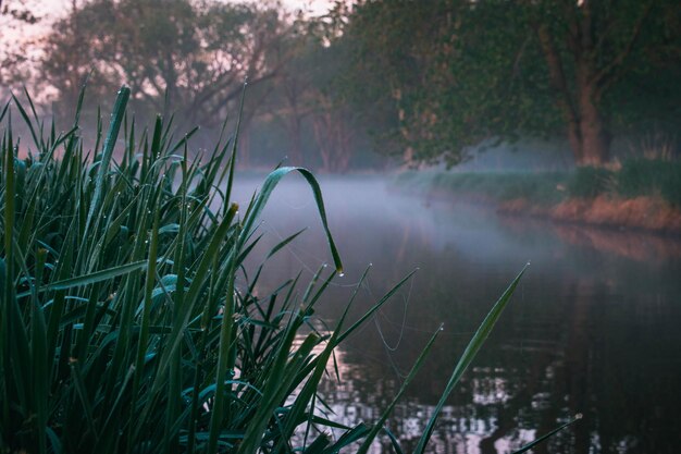 Captura de pantalla de hojas de hierba en un bosque sobre un fondo borroso del lago