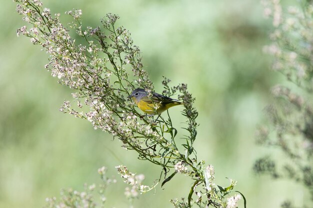 Captura de pantalla de un lindo pajarito sentado en una rama de flores