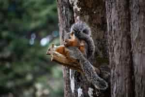 Foto gratuita captura de pantalla de un par de ardillas en el tronco de un árbol