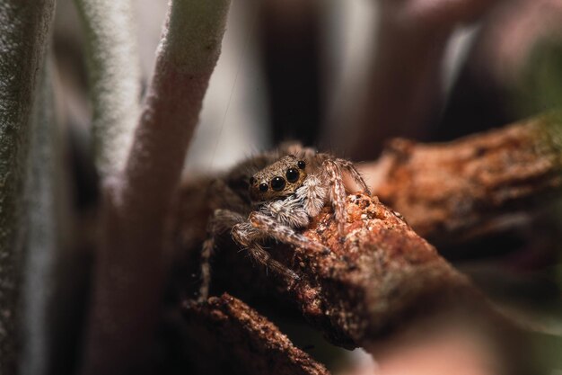 Captura de pantalla de una tarántula aterradora con ocho ojos y piernas largas y peludas caminando sobre un trozo de madera