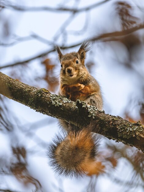 Captura vertical de una ardilla zorro en la rama de un árbol con un fondo borroso