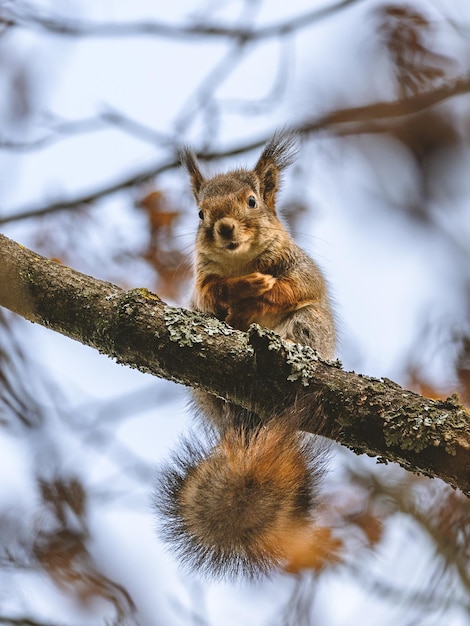 Captura vertical de una ardilla zorro en la rama de un árbol con un fondo borroso