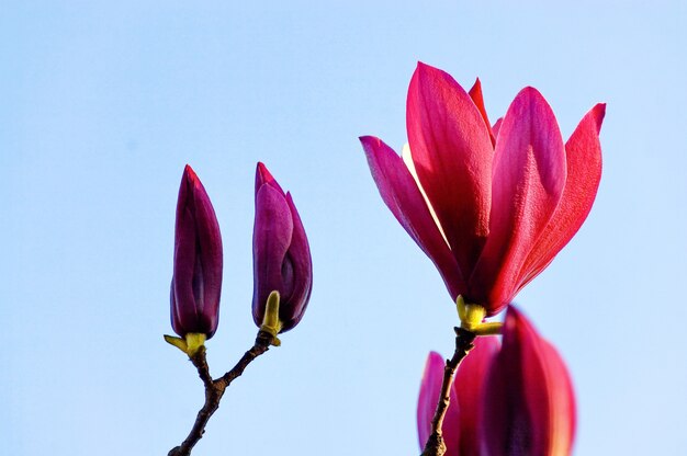 Capullo de flor