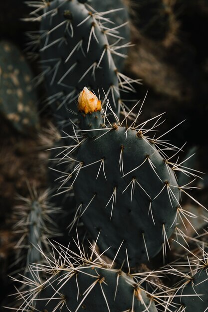 Capullo de flores creciendo en planta suculenta