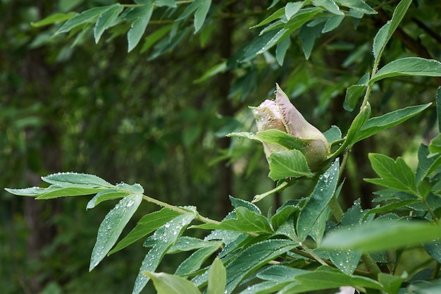 Un capullo de peonía de flor rosa y una hoja verde en un arbusto floreciente con gotas de rocío disparadas de cerca al amanecer en el verano en primavera en un jardín botánico Enfoque suave