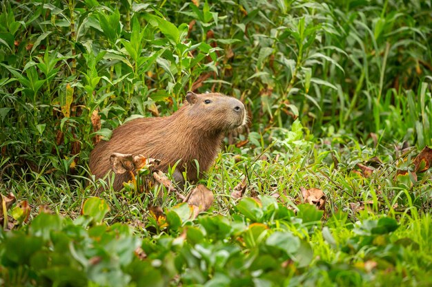 Capybara en el hábitat natural del pantanal norte El rondent más grande de América salvaje Vida silvestre sudamericana Belleza de la naturaleza