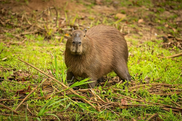 Foto gratuita capybara en el hábitat natural del pantanal norte el rondent más grande de américa salvaje vida silvestre sudamericana belleza de la naturaleza