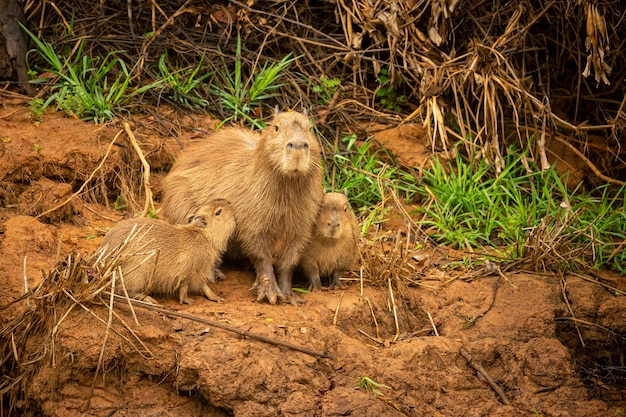 Capybara en el hábitat natural del pantanal norte El rondent más grande de América salvaje Vida silvestre sudamericana Belleza de la naturaleza