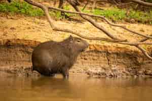 Foto gratuita capybara en el hábitat natural del pantanal norte el rondent más grande de américa salvaje vida silvestre sudamericana belleza de la naturaleza