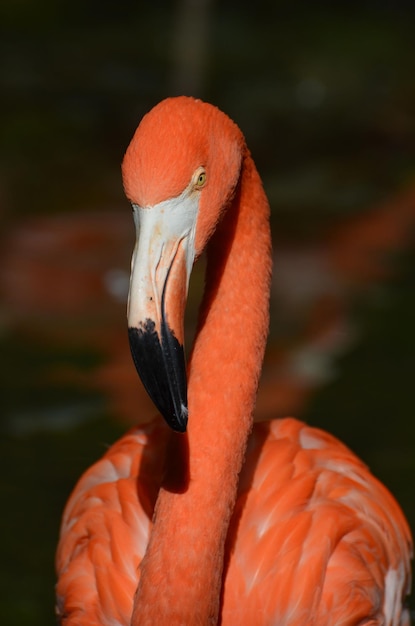 Cara brillante de un pájaro flamenco mayor.