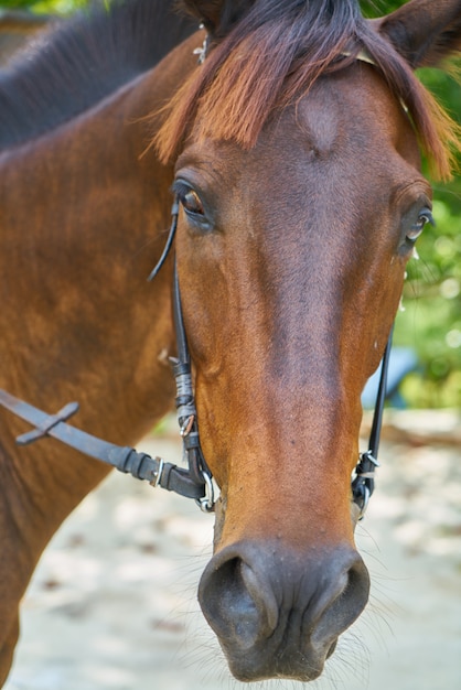 Cara de un caballo de cerca