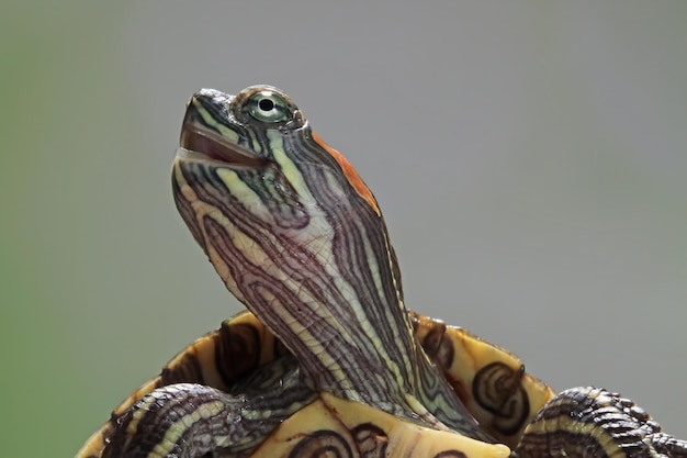 Cara divertida tortuga brasileña linda pequeña tortuga brasileña primer plano cara tortuga brasileña