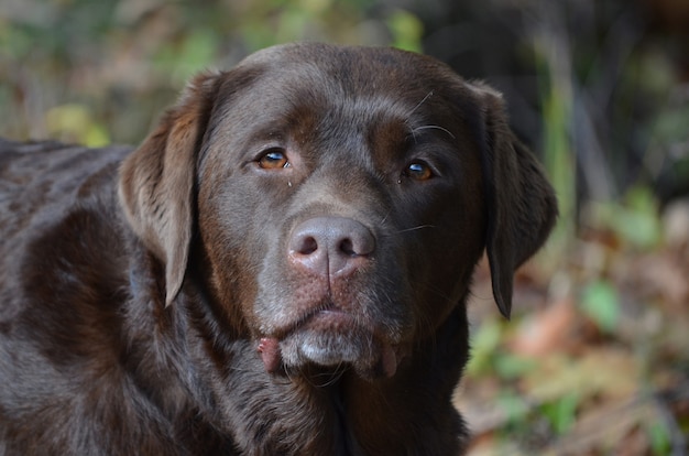 Cara dulce de un cachorro de labrador retriever chocolate.