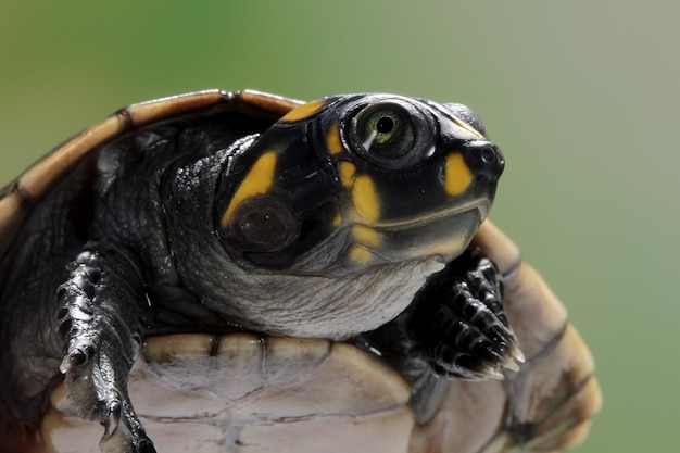 Cara linda de la tortuga payaso Podoclemys unifilis closeup turtle