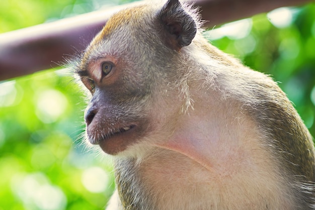 Cara de mono de cerca