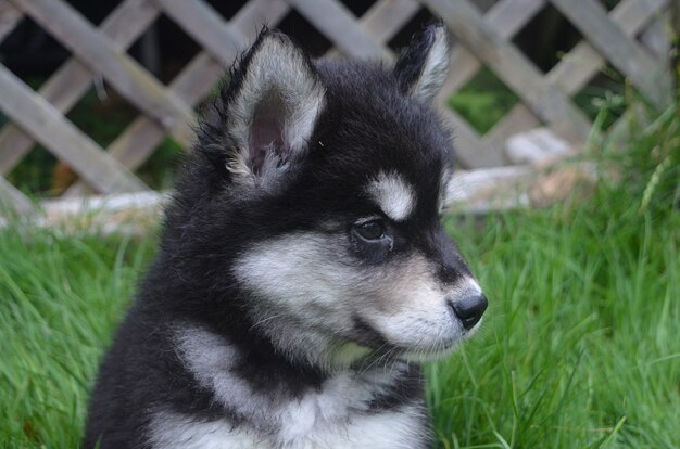 Cara muy dulce de un cachorro de Alusky jugando en el césped