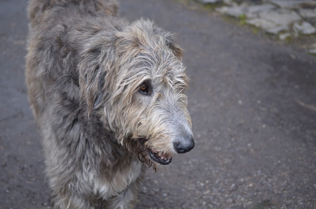 Cara de un perro lobo irlandés con este pelaje plateado y gris.